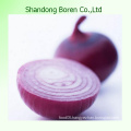 Fresh Red Onions with Top Quality in Shandong